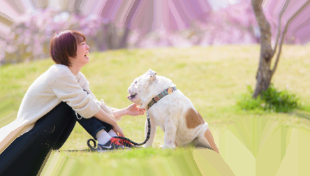 桜の公園で新しい家族と過ごす犬