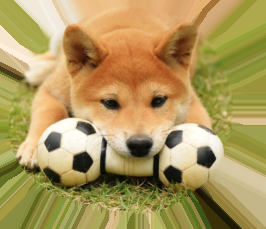 ボールを抱えるこむぎくん