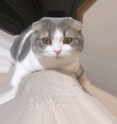 ソファから顔を出すコテツくん