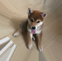 こちらを見上げるポチくん