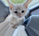 子猫のタマくん